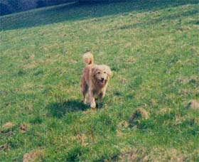 Gone but not forgotten:
Rudi, der schlaueste Hund des Universums