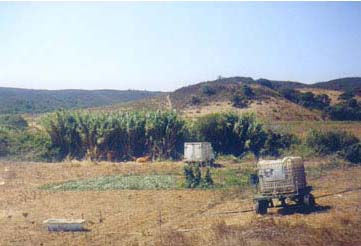 Portugal:
Ein Feld in der glhenden Sommerhitze